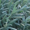 Lavandula angustifolia